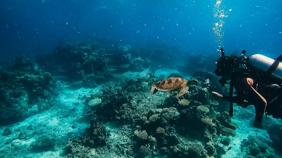 Mergulhador e tartaruga marinha em um recife de corais